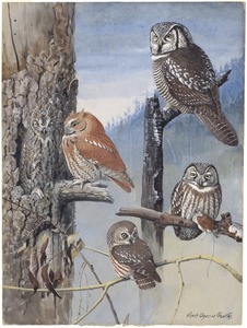 Plate 47: Hawk Owl, Schreech Owl, Richardson's Owl, Saw-whet Owl