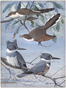 Plate 48: Black-billed Cuckoo, Yellow-billed Cuckoo, Belted Kingfisher