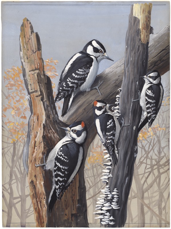Plate 49: Hairy Woodpecker, Downy Woodpecker