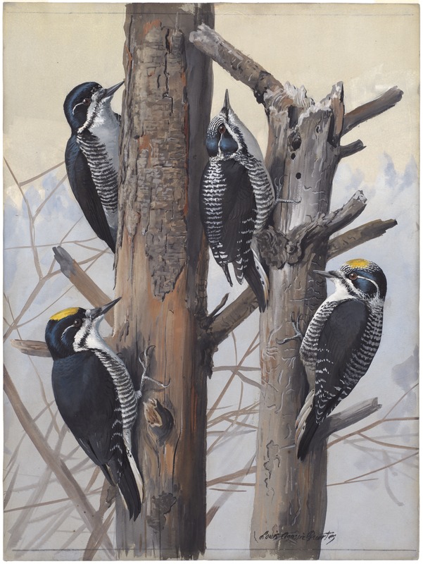 Plate 50: Arctic Three-toed Woodpecker, Three-toed Woodpecker