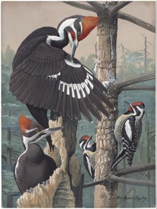 Plate 51: Northern Pileated Woodpecker, Yellow-bellied Sapsucker