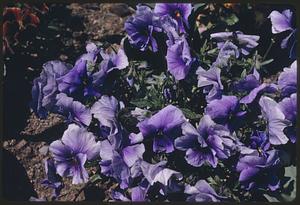 Petunias, Public Garden, Boston