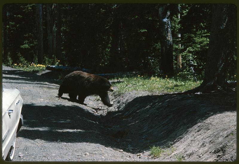 Bear walking at edge of forest, Yellowstone National Park