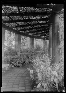 Interior of pergola at Dr. Lancashire's garden (vert)
