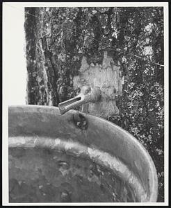 So. Woodstock, Vermont. A closeup of the tap that is put into a maple tree to collect the sap. - The sap will not run unless the temperature is freezing at night. Following the freezing, the next days temperature must go up into the 40's or 50's for the sap to run.