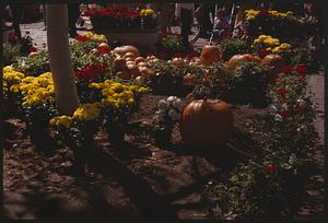 Pumpkins next to flowers