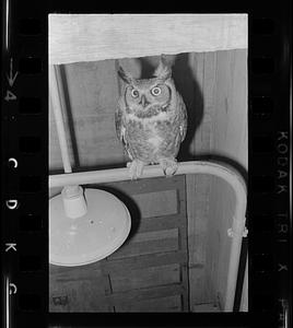 Owl at Plum Island bridge