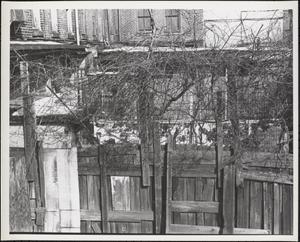 Backyard fence, Boston