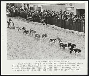 Team Effort -- Dog sled racer Dr. Roland Lombard gives his team the high sign as he crosses the finish line at recent championship races in Anchorage. Mushing does not yet rank as major sport, but popularity is growing fast.
