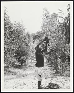 A Leper Picks Fruit. Shown picking fruit from the Chaulmoogra oil, or hydnocarpus trees is this leper, native of Africa's Belgian Congo. The lepers tended the trees for five years before they bore the first fruit which is brown hard-shelled, fuzzy and about the size of a grapefruit. Chaulmoogra oil is the principal medicine used in the direct treatment of leprosy.