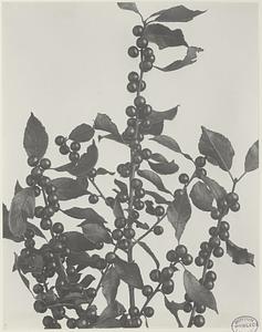 299. Ilex verticillata, black alder, winter-berry, Christmas-berry