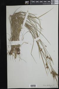 Carex pallescens