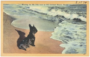 Waiting for my pals here at Old Orchard Beach, Maine