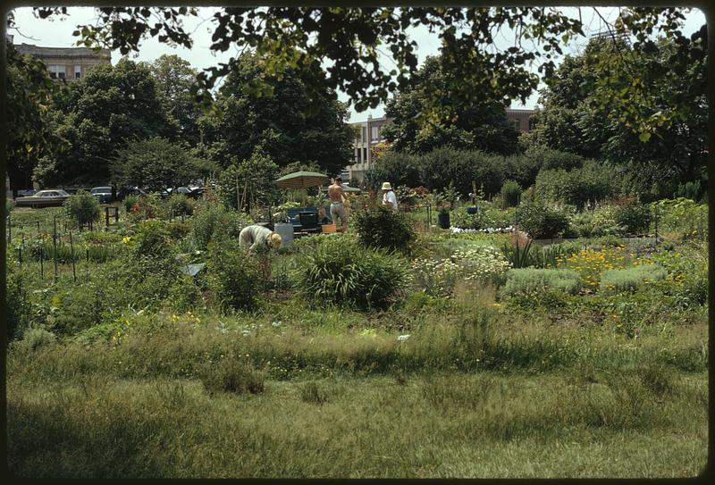 Personal gardens in Fenway