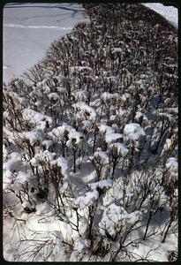 View of top of shrubs in snow