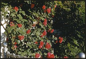 Mrs. Lombardi's house, 8 Mt. Pleasant St.