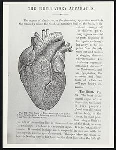 The Circulatory Apparatus. The organs of circulation, or the circulatory apparatus, constitute the means by which the blood, the nutritive fluid of the body, is circulated through all its different parts, carrying new material to parts requiring it for repairs, and carrying away to be expelled from the body worn-out and useless or clogging elements wherever found. The circulatory apparatus consists of the heart, the blood-vessels, and the lymphatics, the structure and functions of which we will now briefly examine. The Heart.-Fig. 88. The heart is the central organ of the circulation, and hence is very properly placed near the center of the body, in the thorax, its exact position being a little to the left of the median line in the central part of the chest, between the two lungs. The heart is a muscular organ. It is, in fact, a hollow muscle. It is conical in shape, and is suspended in the chest, with the base upward and the apex downward. The apex is free, and when the heart is beating may be felt to strike the chest just below the fifth rib