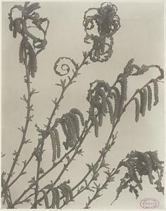 317. Myrica asplenifolia, sweet fern