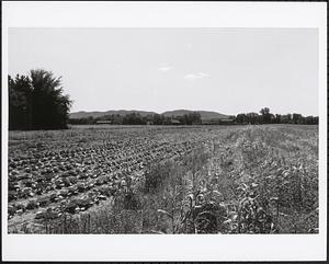 View to Mt. Holyoke 