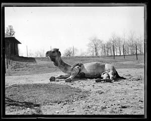 Camel - Franklin Park Zoo