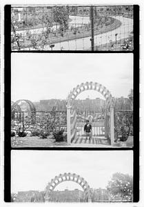 Unidentified boy in front of a rose garden, Boston