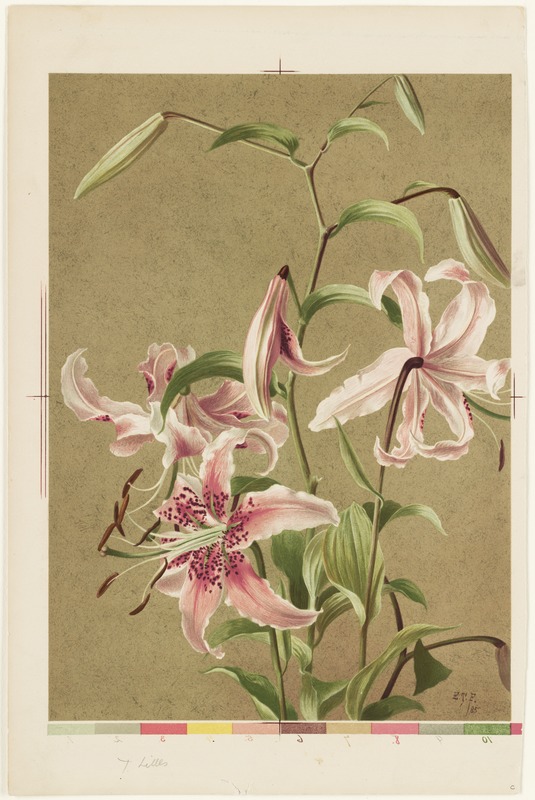 Japan lily