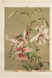 Japan lily