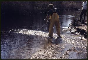 Stocking Pacific Coast "Cohoe" Salmon