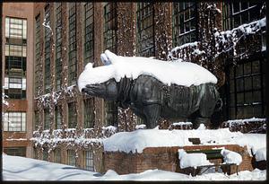 Rhinoceros sculpture, Harvard University, Cambridge, Massachusetts