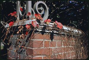 Section of brick wall with red leaves twining through spiral-shaped ornament