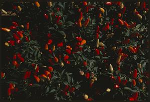 Close view of peppers on plants