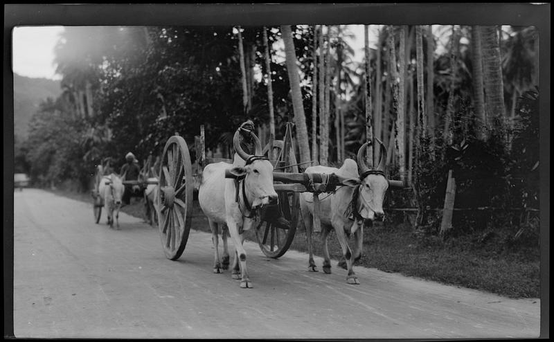 Ox cart, Singapore