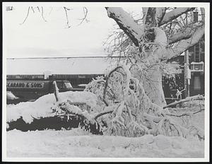 Grief for some motorist on Day Blvd, S. Boston tree limb crashed on roof