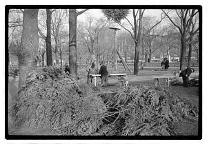 Setting up Christmas tree, Boston Common