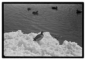 Snow pictures - Fenway