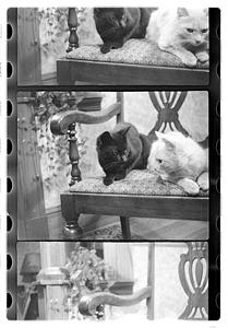 Two cats