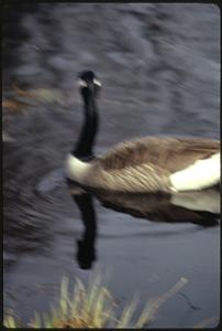 Upper branch of Charles River at Stony Brook, Norfolk / Geese