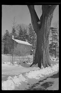 A Tree and a House