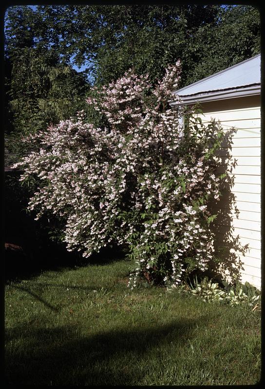 Sue's deutzia bushes