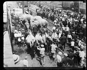People gather to watch elephants and camels by the railroad tracks