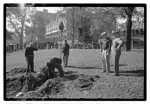 Tree removal