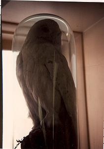 Taxidermied Snowy owl