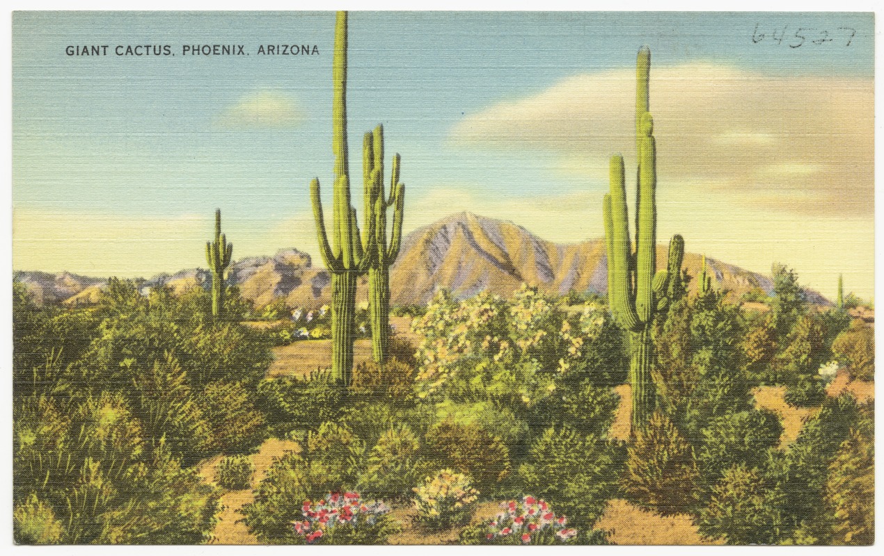 Giant cactus, Phoenix, Arizona