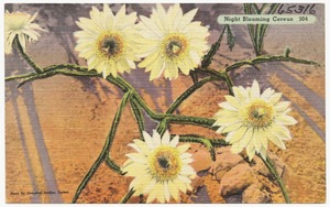 Night Blooming Cereus