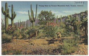 Young deer in Tucson Mountain Park, Tucson, Arizona