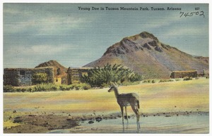 Young Doe in Tucson Mountain Park, Tucson, Arizona