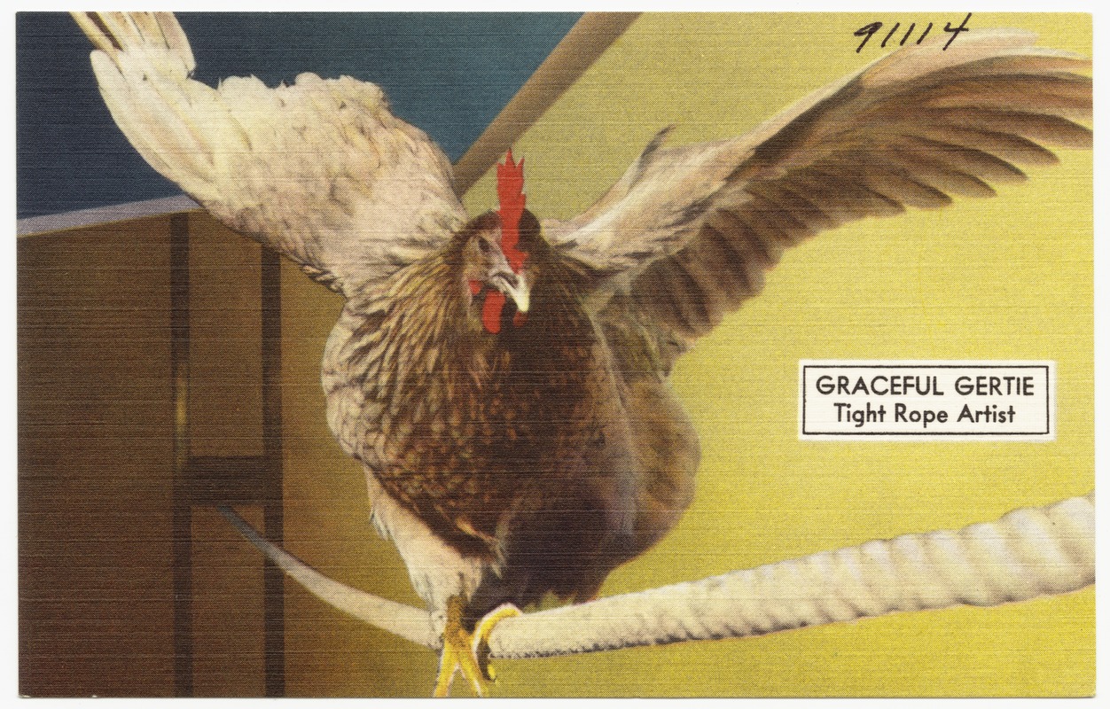 Graceful Gertie, tight rope artist