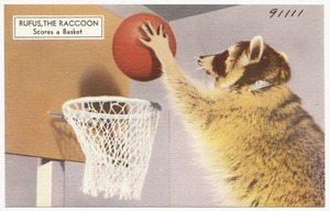 Rufus the Raccoon, scores a basket