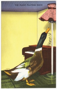 The piano playing duck