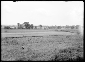 Landscape, Brewers Meadow